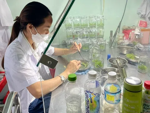 Cây giống yếu tố quan trọng hàng đầu trong lâm nghiệp