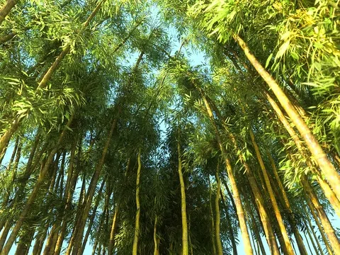 Lợi ích của trồng tre trong hành trình chống biến đổi khí hậu