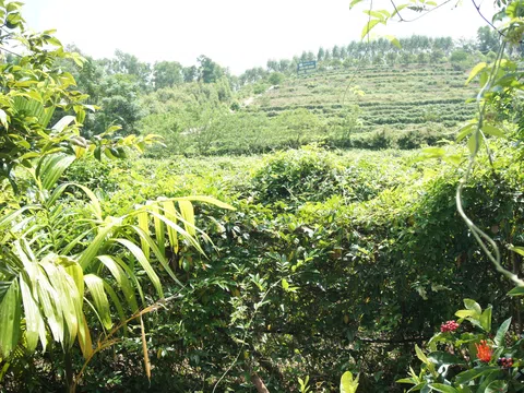 Tinh hoa từ thiên nhiên: Sức mạnh của dược liệu trong sản phẩm hiện đại