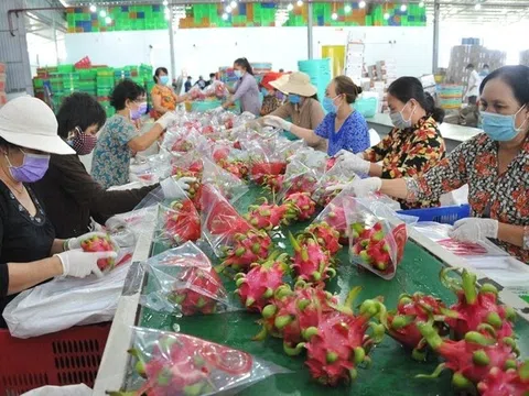 Thủ tướng chỉ đạo gỡ vướng cho thanh long, hồ tiêu xuất khẩu