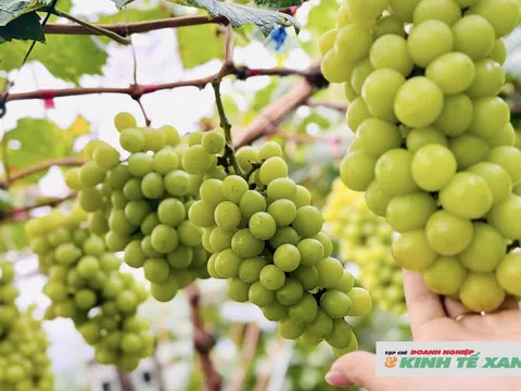 Vườn nho "quý tộc" hút khách tham quan