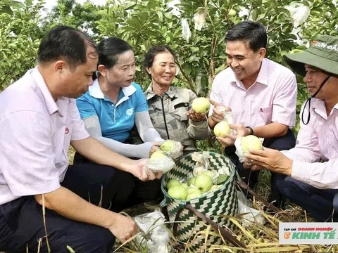 Nguồn vốn vay ưu đãi của Ngân hàng Chính sách Xã hội - "Bệ đỡ" giúp người dân xứ Nghệ vươn lên thoát nghèo