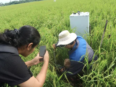 Tạo tín chỉ carbon trong sản xuất lúa - Một dự án đa mục tiêu