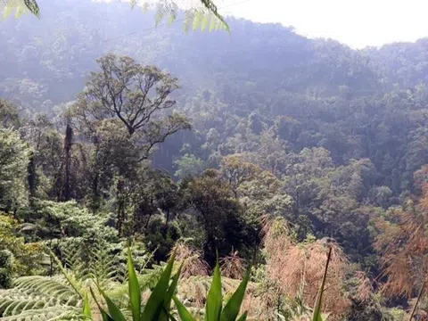 Thành phố Huế thành lập Ban Quản lý Khu Dự trữ thiên nhiên Sao La