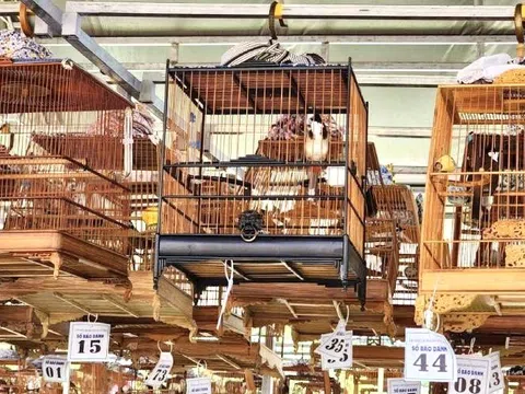 Nuôi, nhốt chim cảnh - Đừng vì thiếu hiểu biết mà trở thành người vi phạm pháp luật