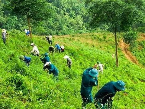 Tăng cường hợp tác quản lý, bảo vệ rừng từ cộng đồng