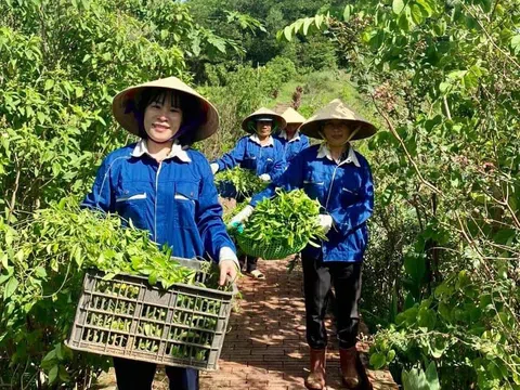 Định vị thương hiệu OCOP trên thị trường nông sản - Bài 4: Muôn nẻo đường tiêu thụ sản phẩm