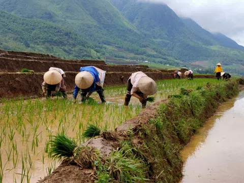 Xác lập vai trò nông hộ nhỏ  trong sự phát triển bền vững “tam nông”