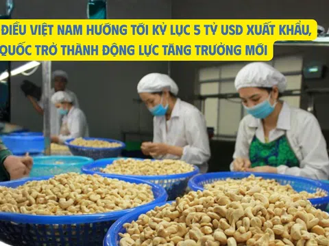 Ngành điều Việt Nam hướng tới kỷ lục 5 tỷ USD xuất khẩu, Trung Quốc trở thành động lực tăng trưởng mới