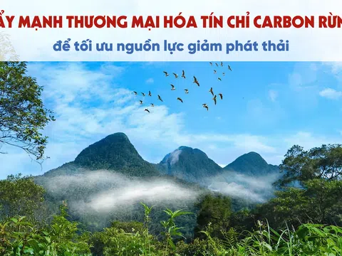 [Emagazine] Đẩy mạnh thương mại hóa tín chỉ carbon rừng để tối ưu nguồn lực giảm phát thải