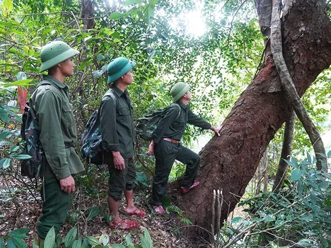 Kết hợp phát triển kinh tế và bảo vệ tài nguyên rừng