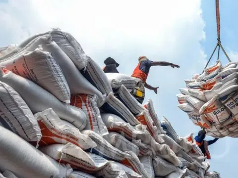 Xuất khẩu gạo Việt Nam chững lại trước làn sóng điều chỉnh chính sách từ Philippines