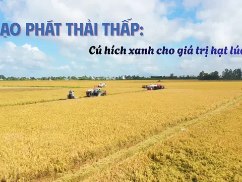 [Emagazine] Gạo phát thải thấp: Cú hích xanh cho giá trị hạt lúa Việt