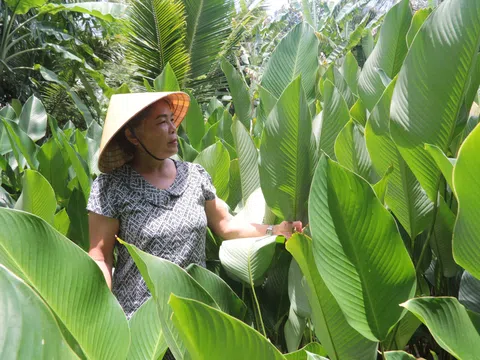 Người phụ nữ 65 tuổi “hái ra tiền” nhờ trồng đủ loại lá trên mảnh đất chưa đầy 1 sào