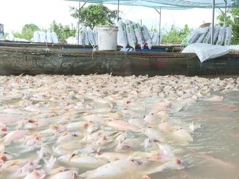 Nhiều người nuôi trồng thủy sản lao đao sau bão số 13