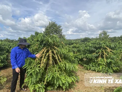 Lâm Đồng: Tái canh cây cà phê – Thay đổi để phát triển bền vững