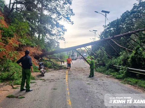 Thông cổ thụ bật gốc, Quốc lộ 27 ách tắc nhiều giờ