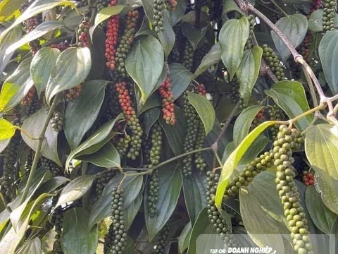 Tiêu Đức Điệp: Niềm tự hào từ cao nguyên Lâm Đồng