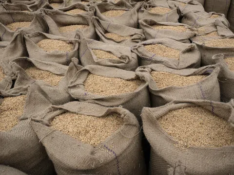 Quy định cấm xuất khẩu gạo của Ấn Độ ảnh hưởng đến toàn châu Á