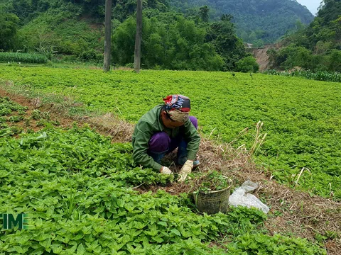 Kết nối tiêu thụ sản phẩm thạch đen tỉnh Lạng Sơn năm 2021