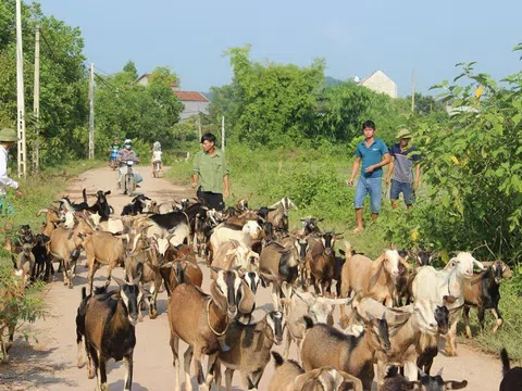 Người chăn nuôi dè dặt tái đàn vụ cuối năm