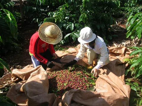 Khắc phục thiếu hụt nhân công thu hoạch cà phê do dịch COVID-19