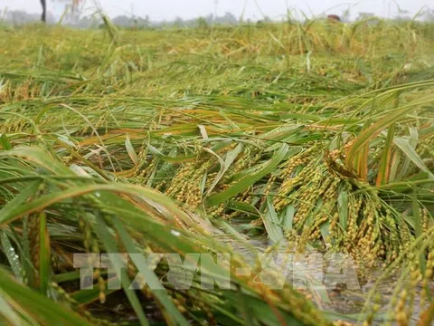 Thái Bình có trên 9.300 ha lúa và hoa màu bị ảnh hưởng do bão số 7