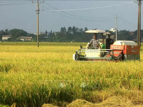 Thái Bình khẩn trương thu hoạch lúa Mùa trước bão số 8