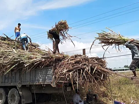 Niên vụ mía 2020-2021 có sản lượng nguyên liệu chế biến thấp nhất trong 20 vụ