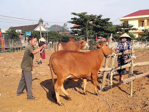 Rà soát tiêm phòng, chống dịch bệnh trên đàn gia súc, gia cầm