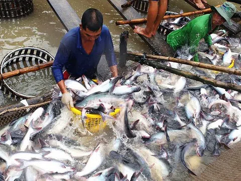 An Giang phát triển thủy sản trở thành ngành kinh tế chủ lực