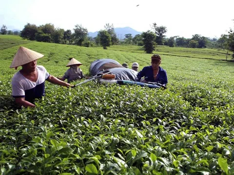 Phú Thọ mở rộng thị trường, tạo dựng chỗ đứng cho hàng Việt