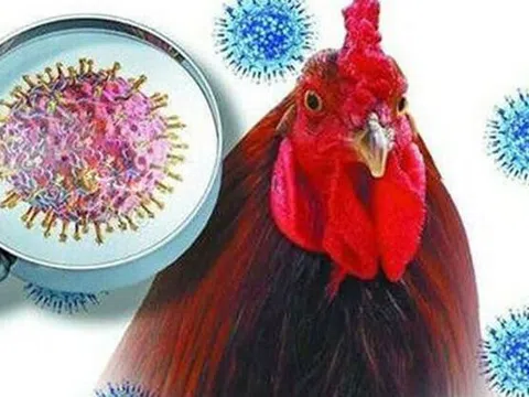 Bỉ nỗ lực ngăn chặn nguy cơ lây nhiễm virus H5N1 cho gia cầm