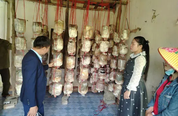 Hiệu quả từ lớp đào tạo nghề trồng nấm cho nông dân xã Đô Lương
