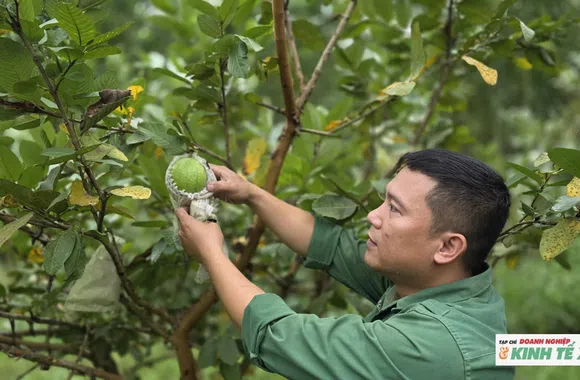 Phó chủ tịch xã nghỉ việc trồng ổi, thu về tiền tỉ mỗi năm