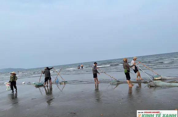 Ngư dân Nghệ An “đi giật lùi” săn ốc cườm, thu tiền triệu mỗi ngày