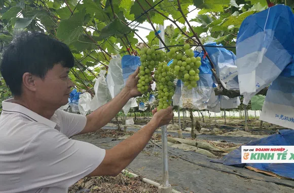 Nho sữa Hàn Quốc bén rễ trên vùng đất đỏ miền Tây xứ Nghệ