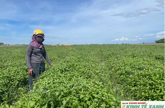 Vạn An mở hướng làm giàu từ cây lấy tinh dầu