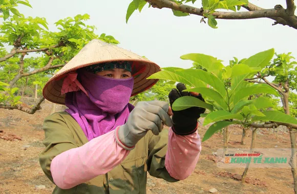 Phú Long: Biến đồi đá thành vườn na dai bạc tỷ