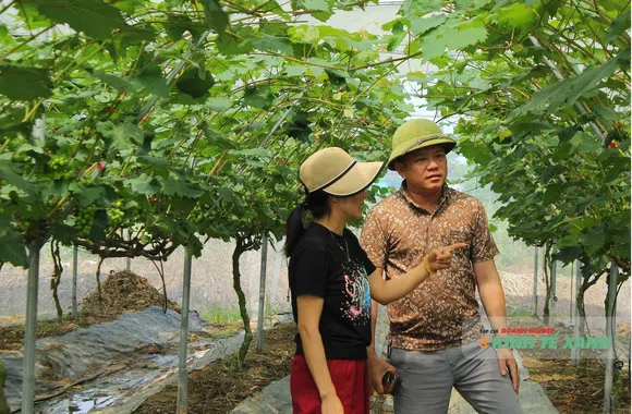 Nông nghiệp xanh sau bão dữ: Khi tâm huyết thắng những biến động của đất trời