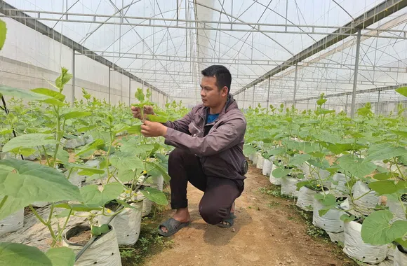 Từ công nhân trở thành ông chủ nhà màng trồng dưa lưới bạc tỷ