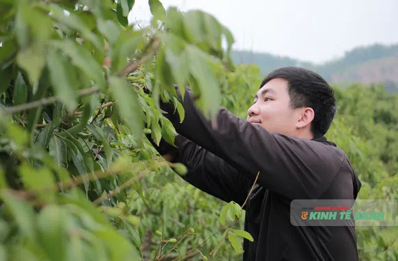 Gỡ nút thắt mã số vùng trồng cho nông sản xứ Thanh