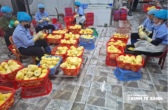 Từ cánh đồng xứ Thanh đến những chuyến hàng vượt đại dương