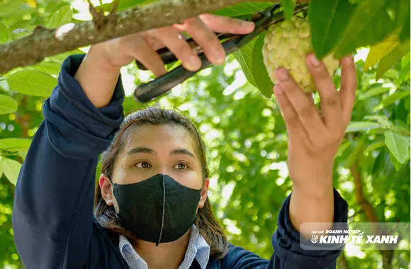 Mùa na chín trên vùng đất đá