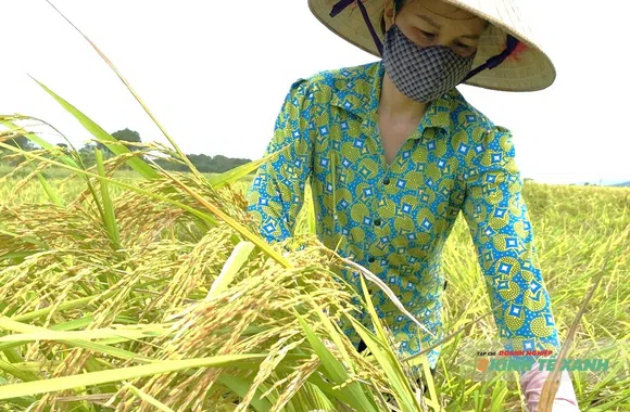 Tháo gỡ 3 điểm nghẽn để nông nghiệp Thanh Hóa phát triển xanh
