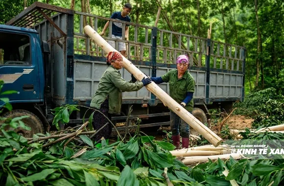 Rừng FSC và bài toán giữ giá trị gỗ ở Thanh Hóa