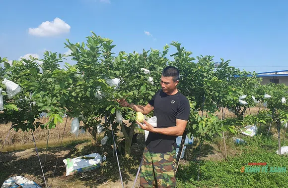 Ổi ngọt trên vùng đất cằn Vĩnh Bảo (Hải Phòng)