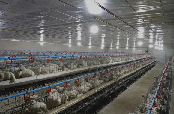 Triển vọng từ mô hình nuôi gà siêu trứng ở xã Mai Hoa