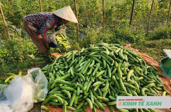 Triển vọng từ mô hình trồng dưa chuột liên kết tại xã biên giới Hương Xuân