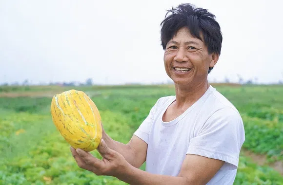 Người trồng dưa bở xã Cổ Đạm phấn khởi bước vào vụ thu hoạch